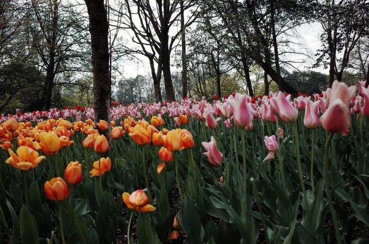 太子湾公园郁金香花期_太子湾郁金香什么时候开花